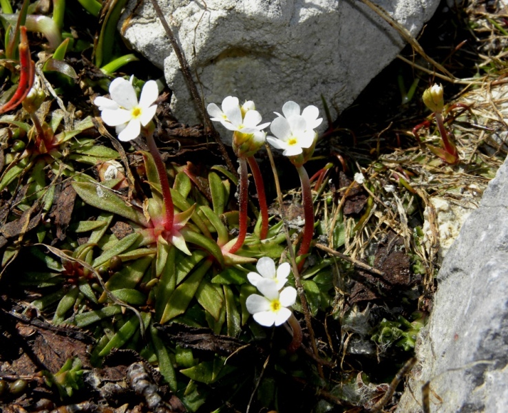 Androsace adfinis subsp. adfinis / Androsace carnicino